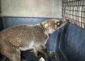 Rescatan a Coatí, ya está  con la familia Tamatán