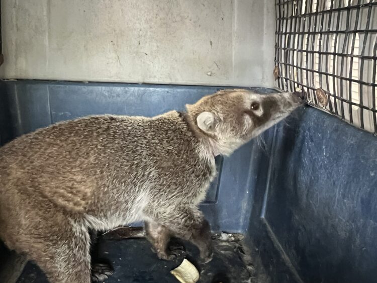 Rescatan a Coatí, ya está  con la familia Tamatán