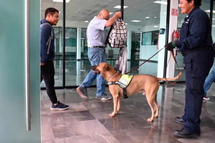 Llama Agricultura a los turistas a informarse sobre los alimentos que pueden o no ingresar a México