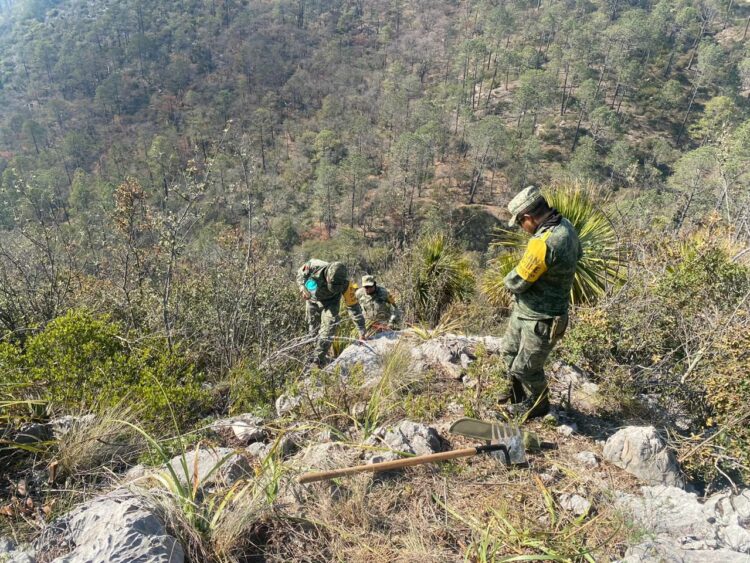 Consume incendio 30 hectáreas en Miquihuana