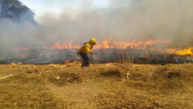 Consume incendio forestal más de 180 hectáreas