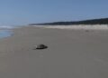 Comenzó arribo de tortugas Lora a playas de Tamaulipas