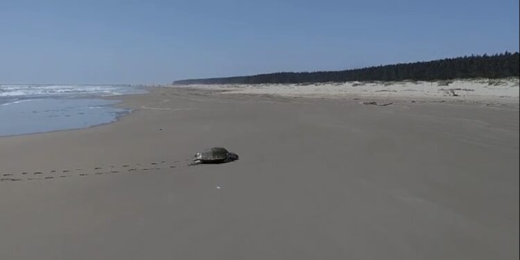 Comenzó arribo de tortugas Lora a playas de Tamaulipas