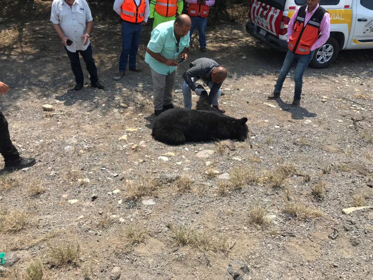 Localizan oso muerto en Carretera Federal 83