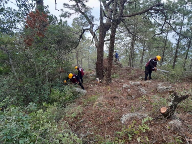 Incendio en la sierra victorense  consume más de 2000 hectáreas