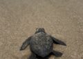 Prepara Comisión de Parques liberación de crías de tortuga lora en playas tamaulipecas