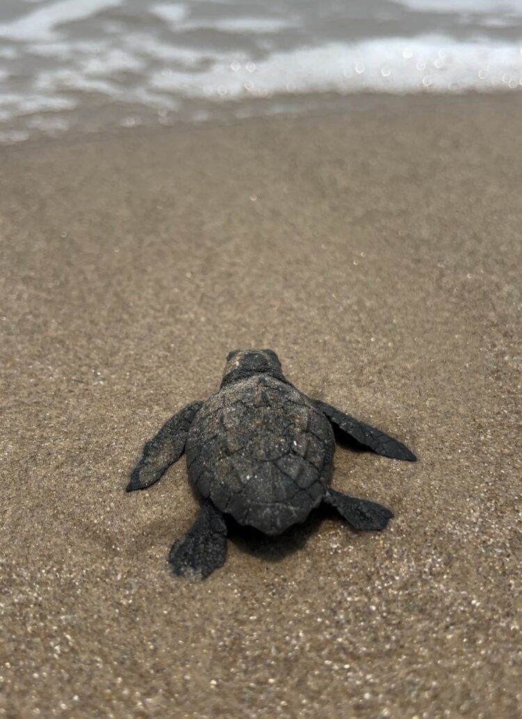 Prepara Comisión de Parques liberación de crías de tortuga lora en playas tamaulipecas