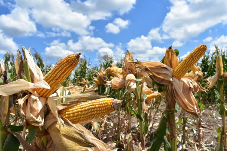 Ponen a disposición de los productores de maíz el Programa de Precios de Garantía