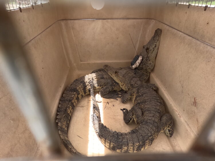 Aplican rastreo satelital a cocodrilo de pantano en zona sur de Tamaulipas