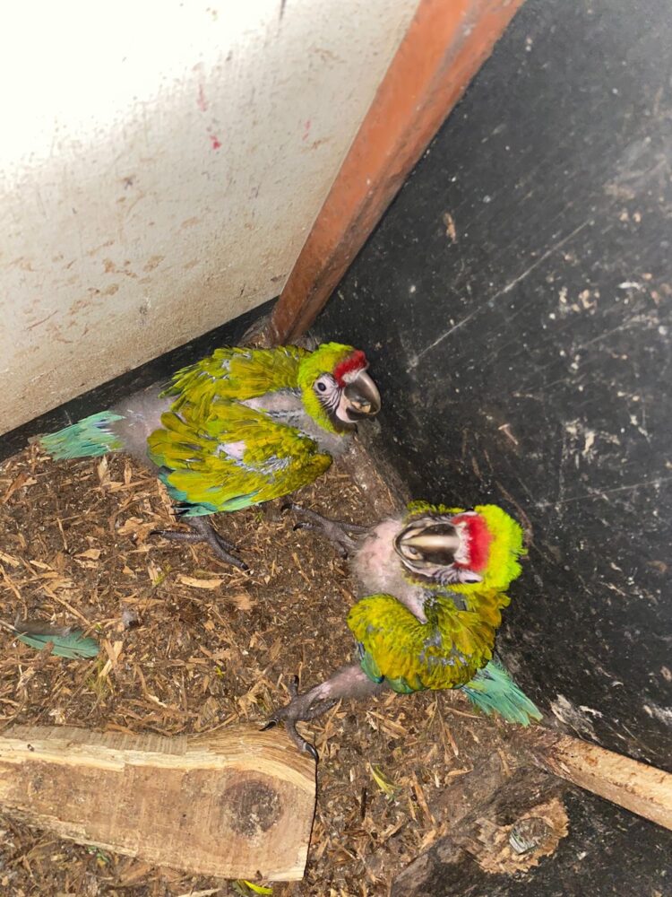 Nacen en Zoológico Tamatán dos polluelos de Guacamaya Verde del Golfo: CPBT