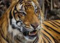 Trasladan al Zoológico Tamatán al tigre localizado en Reynosa