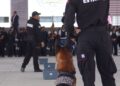 Realizan en la USJT exhibición de agrupamientos canino y montada de la SSPT