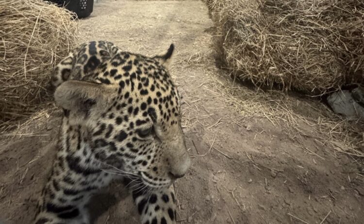 Impulsa Comisión de Parques la preservación del jaguar y su hábitat