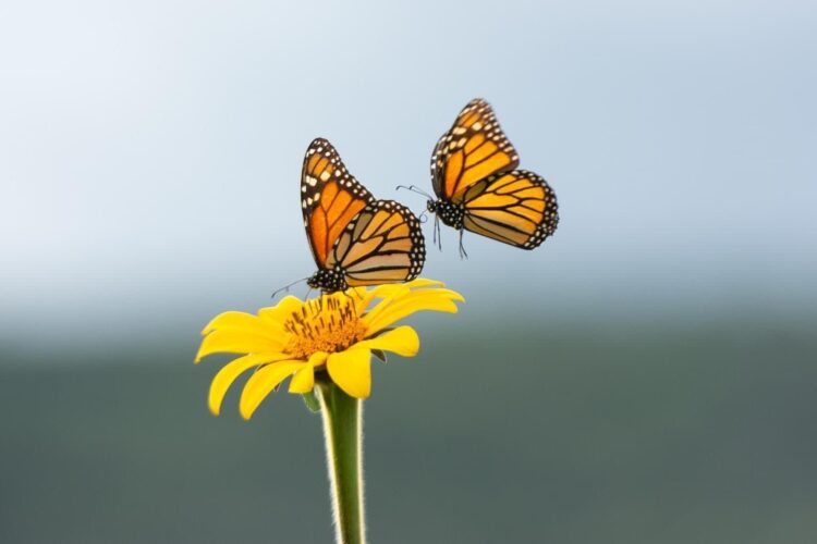 Invita Comisión de Parques al Festival de la Mariposa Monarca en Gómez Farías