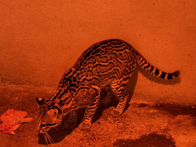 Aplica Comisión de Parques protocolos en fauna ante bajas temperaturas