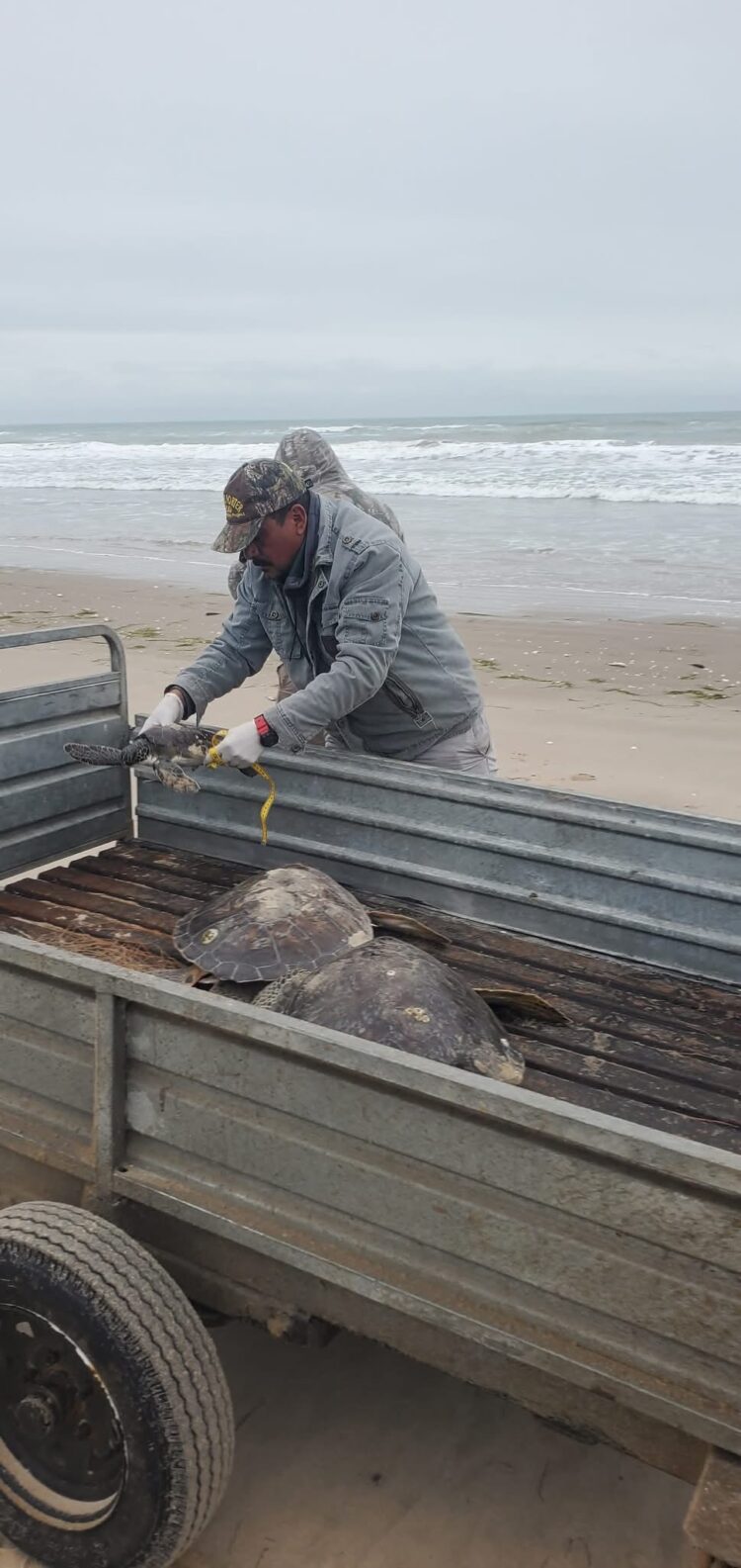 Rescata Comisión de Parques 40 tortugas verdes en playas