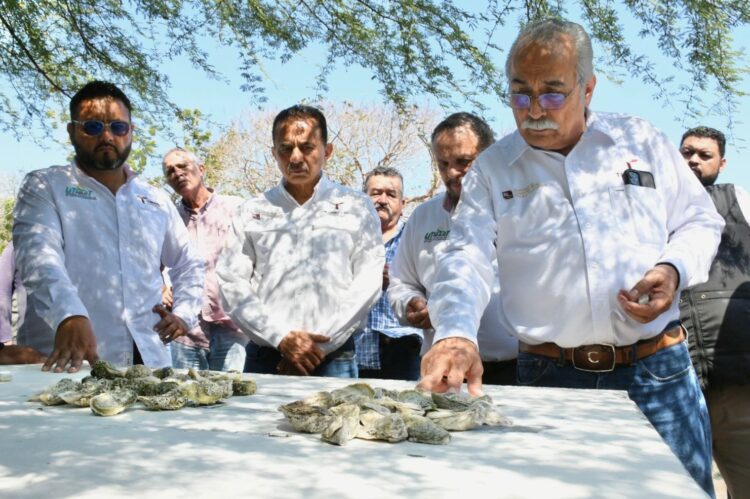 Presentan proyecto para el cultivo de ostión en Tamaulipas