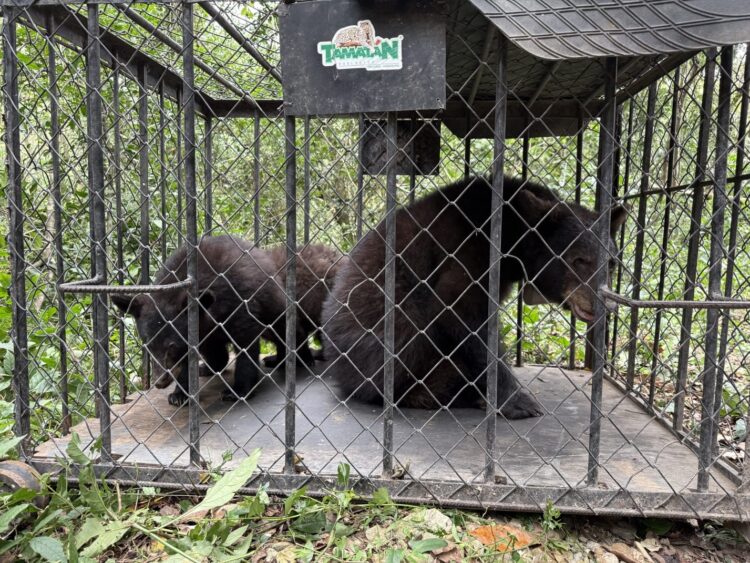Retorna Comisión de Parques familia de osos negros a su hábitat