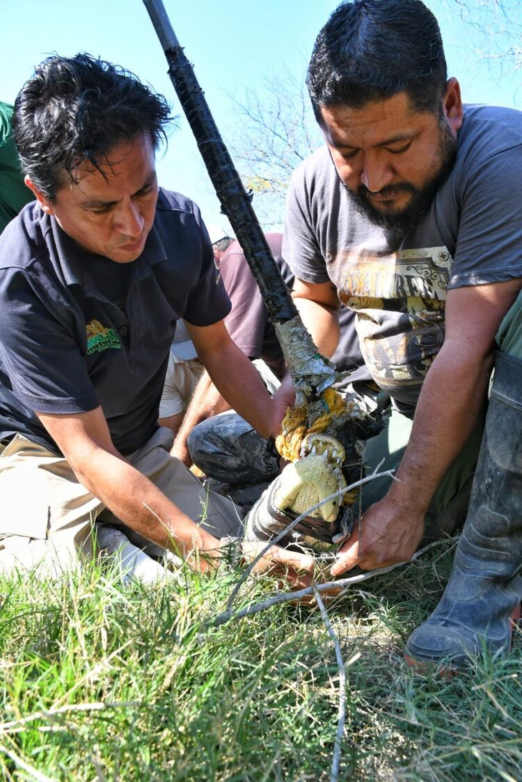Rescata Comisión de Parques cocodrilo en ejido El Olmo