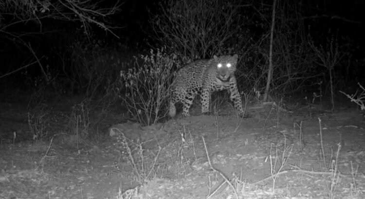 Aclara Comisión de Parques y Biodiversidad: jaguar atropellado no corresponde a Tamaulipas