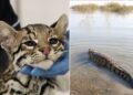 Libera Comisión de Parques a cocodrilo, mientras que ocelote permanece en el zoológico Tamatán