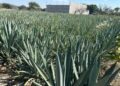Promueven mezcal tamaulipeco en Puebla