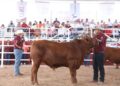 Prepara Desarrollo Rural de Tamaulipas Segundo Concurso del Novillo Gordo