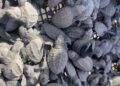 Registran más de 95 mil huevos  de tortuga lora en Tamaulipas