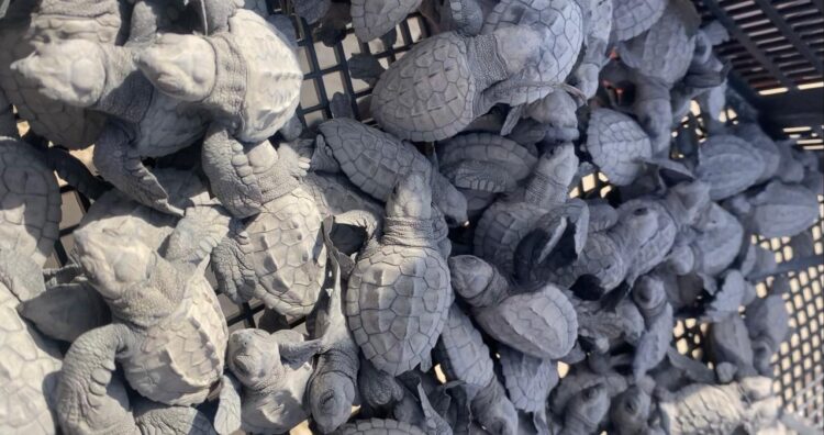 Registran más de 95 mil huevos  de tortuga lora en Tamaulipas