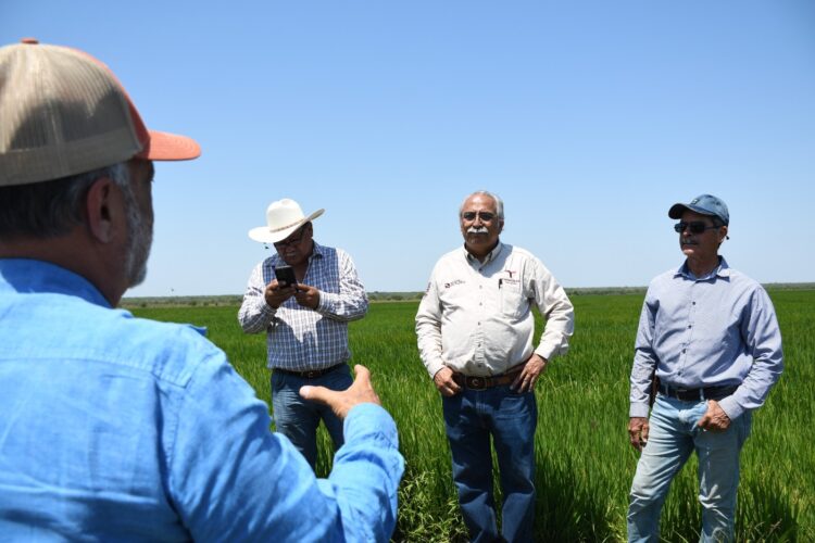 Supervisa secretario de Desarrollo Rural siembra de arroz