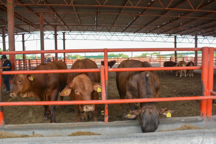 Impulsa Tamaulipas sector ganadero con Programa de Mejoramiento Genético