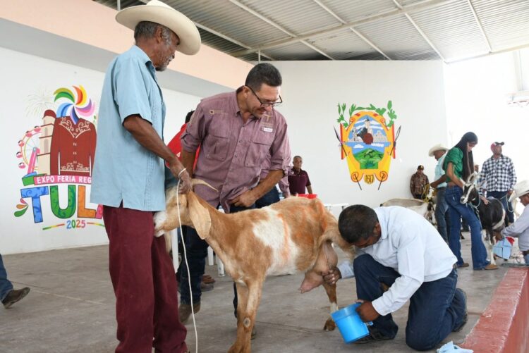 Fortalecen el sector caprino en Tula con muestra regional