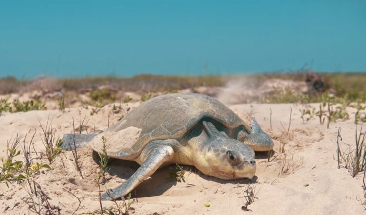 Nuevo récord de 242 mil huevos de  tortuga lora en Tamaulipas: CPBT