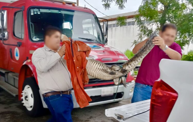 Rescatan Profepa 49 cocodrilos en el sur de Tamaulipas