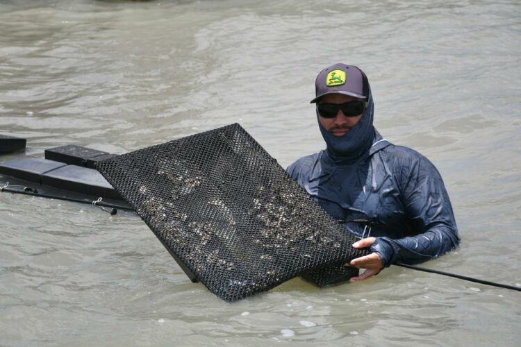 Inicia Gobierno del Estado de Tamaulipas instalación de 14 granjas de ostión en beneficio de productores pesqueros