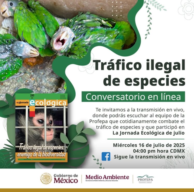 Escucha al equipo de la Profepa que combate este delito