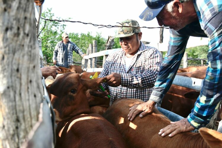 Continúa entrega de Paquetes Tecnológicos Pecuarios en Tamaulipas