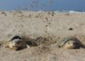 Nuevo récord de Tamaulipas en liberación de crías de tortuga lora