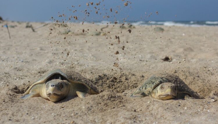 Nuevo récord de Tamaulipas en liberación de crías de tortuga lora