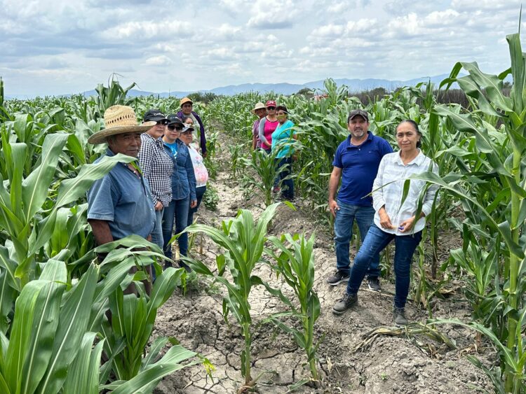 Impulsan productividad y sostenibilidad del sector agropecuario tamaulipeco