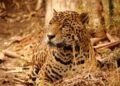 Contribuye Tamaulipas en la conservación del jaguar