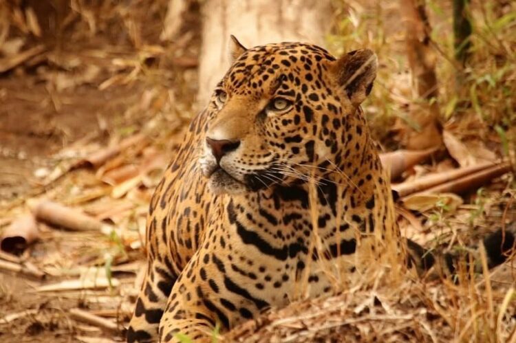 Contribuye Tamaulipas en la conservación del jaguar