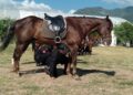 Agrupamiento Montado de la Guardia Estatal se fortalece con gimnasia ecuestre