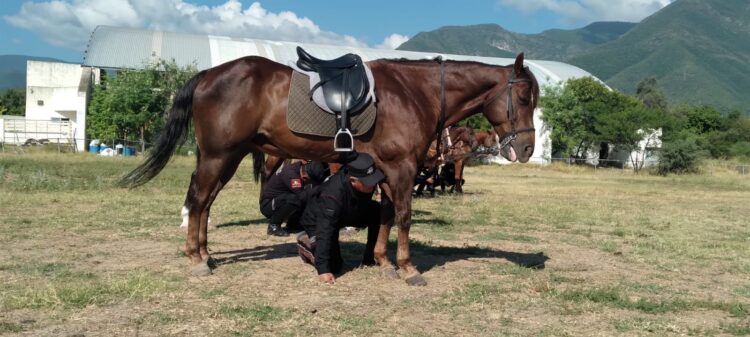 Agrupamiento Montado de la Guardia Estatal se fortalece con gimnasia ecuestre