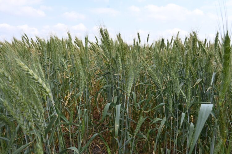 Promueven gobierno federal y estatal la siembra de trigo en el norte de Tamaulipas