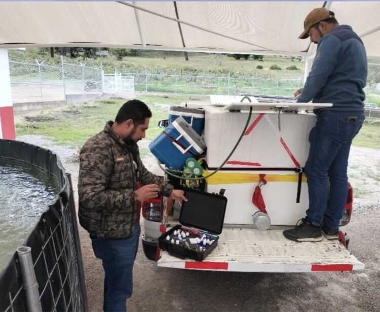 Arranca siembra de trucha pinta en Miquihuana