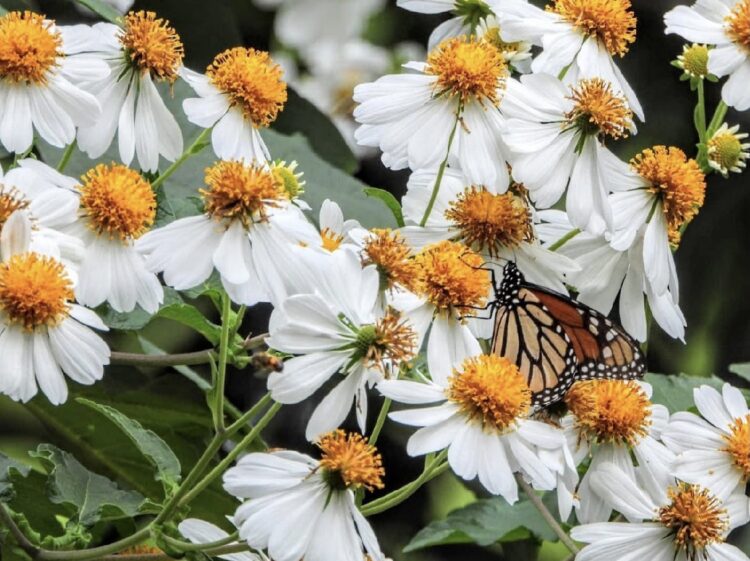 Fortalece la Comisión de Parques, jardines polinizadores y monitoreo de especies