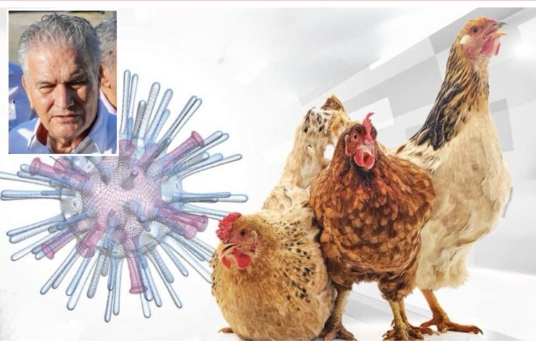 Sin casos de influenza aviar en Tamaulipas