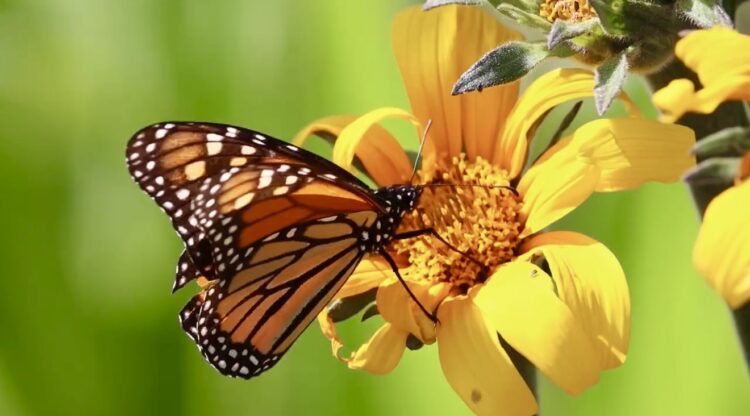 Impulsa Gobierno de Tamaulipas conservación de la ruta migratoria de la mariposa monarca