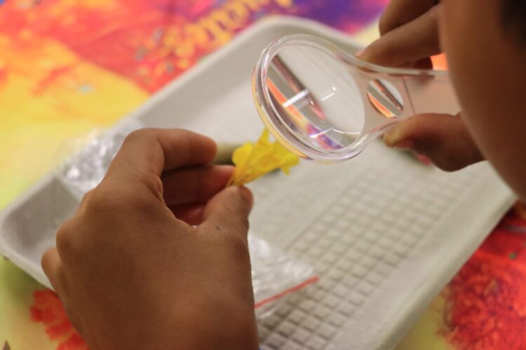 Invitan a descubrir la magia del Día de Muertos, en el Festival Cultural de la Mariposa Monarca